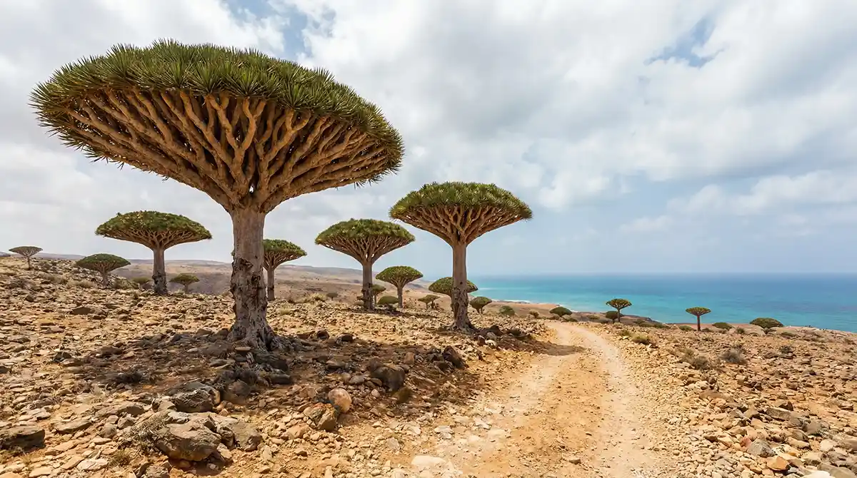 جزيرة سقطرى